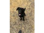 Adopt Annabelle a Labrador Retriever, Shepherd