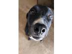 Abby, Golden Retriever For Adoption In Fort Worth, Texas