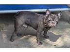 Pluto French Bulldog Adult Male