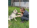 Gigi The Glamorous, Schnauzer (standard) For Adoption In White Plains, New York