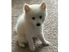 Elaina Pomeranian Puppy Female