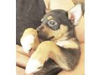 Little Bit Jack Russell Terrier Puppy Female