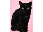Shadow, Manx For Adoption In Chiefland, Florida