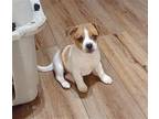 Pistol Pete Beagle Puppy Male