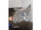 Cairo Domestic Shorthair Kitten Female