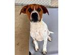 BETSY Labrador Retriever Young Female