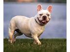 Eleanor French Bulldog Young Female
