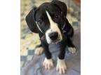 Wesley Mixed Breed (Large) Puppy Male