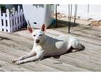 Lunaira, Jack Russell Terrier For Adoption In Katy, Texas