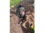 Wayne, Golden Retriever For Adoption In New Bern, North Carolina