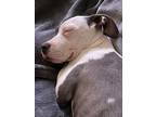 Ivy, American Pit Bull Terrier For Adoption In Southern Pines, North Carolina