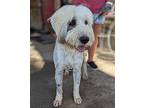 Remi Old English Sheepdog Adult Male