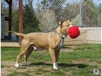 Ralphie, American Pit Bull Terrier For Adoption In Ann Arbor, Michigan