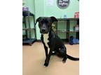 Starling, Golden Retriever For Adoption In Xenia, Ohio
