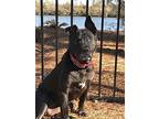 Leia, American Pit Bull Terrier For Adoption In New Bern, North Carolina