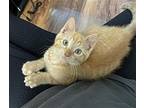 BOONE Domestic Mediumhair Kitten Male
