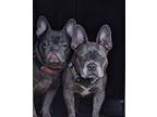 Tawny (Tonya) French Bulldog Adult Female