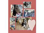Bear, American Staffordshire Terrier For Adoption In Concord, California