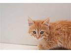 Tequila Sunrise (bonded w/ Eevee) Domestic Mediumhair Kitten Male