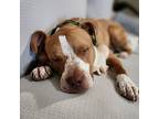 Linus, American Pit Bull Terrier For Adoption In Clinton Township, Michigan