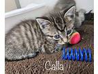 Calla Domestic Shorthair Kitten Female