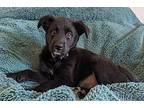 Sasha Mixed Breed (Large) Puppy Female
