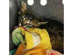 CARTER Domestic Mediumhair Kitten Male