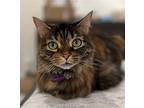 Piper, Domestic Longhair For Adoption In Oxford, Mississippi
