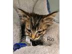 Rio Domestic Shorthair Kitten Male