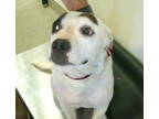 Adopt Whoa Nellie 59357 a Australian Cattle Dog / Blue Heeler