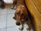 Adopt Poppy a Basset Hound
