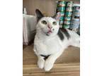 Adopt MONROE (Marilyn) a Domestic Short Hair