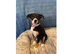 Adopt Baklava a Australian Cattle Dog / Blue Heeler