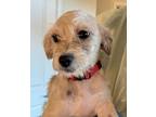 Adopt Blanca a Havanese, Terrier