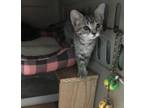 Adopt Laverne a Tabby, Domestic Short Hair