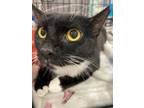 Adopt Miss Willow a Domestic Short Hair