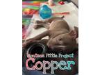 Adopt Copper a Pit Bull Terrier