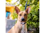 Adopt Mango (Mostaza) a Rat Terrier, Thai Ridgeback