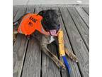 Adopt NOVA a Plott Hound, Mixed Breed