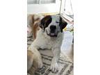 Adopt Bronx a Saint Bernard