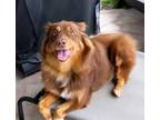 Adopt Doodle a Australian Shepherd