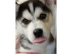Adopt Young REBEL a Siberian Husky