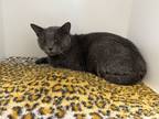 Adopt Mercury a Domestic Short Hair