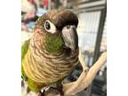 Adopt Icarus a Conure