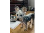 Adopt Frankie a Schnauzer