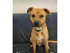 Adopt Boone (prison program) a Boxer, Terrier