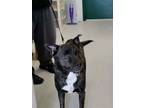 Adopt Bo a Akita, Border Collie
