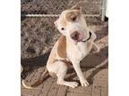Adopt Lucroy a Pit Bull Terrier