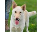 Adopt Marshmallow a Shepherd