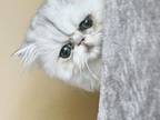 Adorable Persians